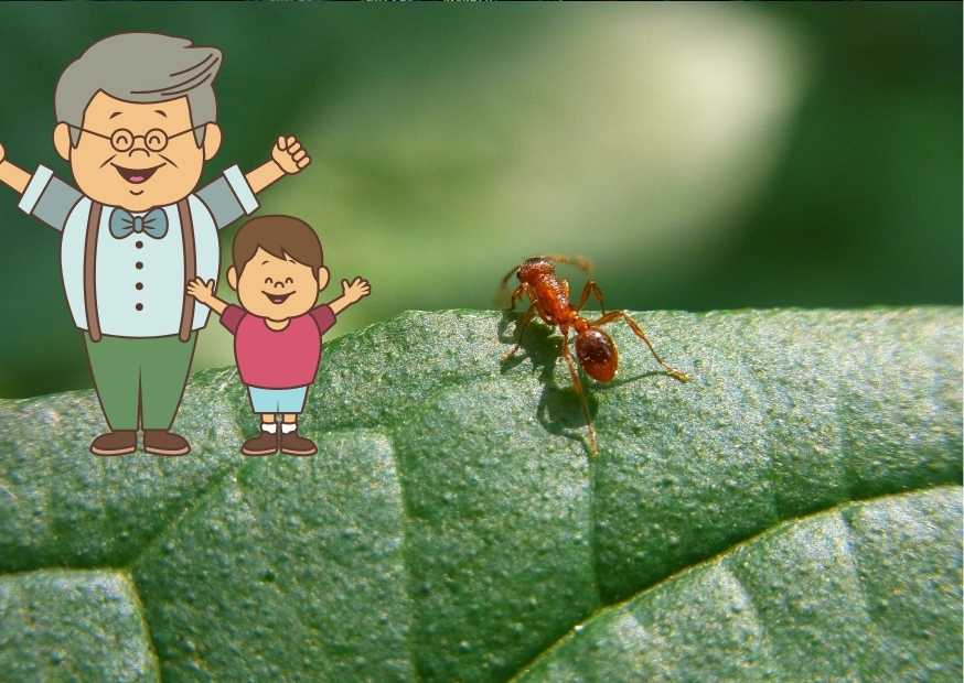 סיפור חייו של סבא צבי אורלן